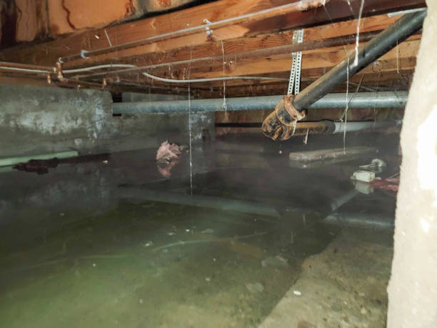 Best Flooded house restoration  in Alexandria, LA