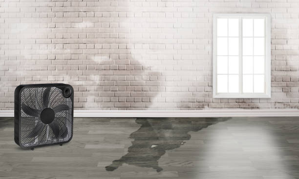Best Mold removal after water damage  in Alexandria, LA